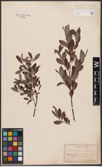 Salix aurita L. x Salix repens L.